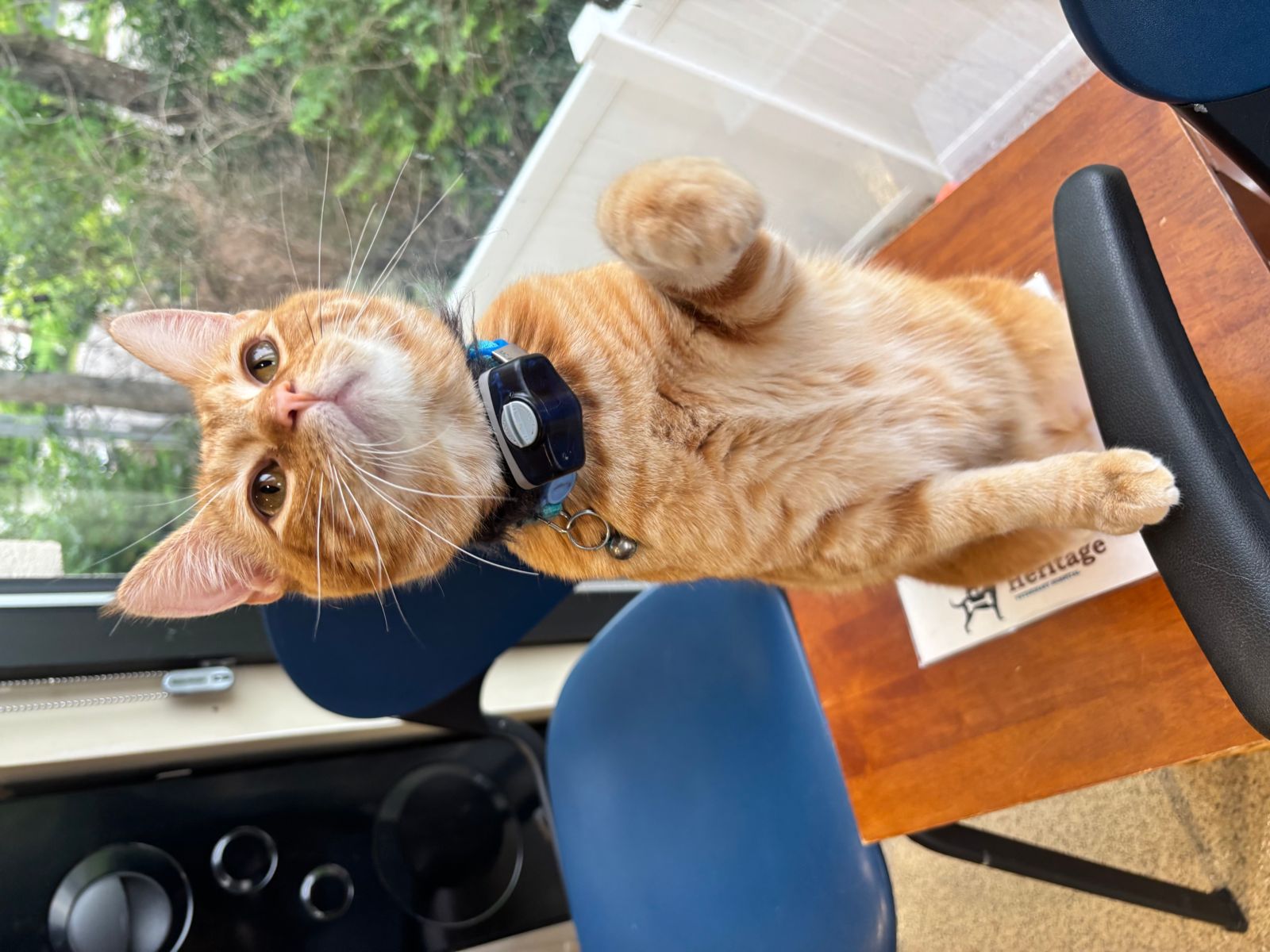 Doc the Cat